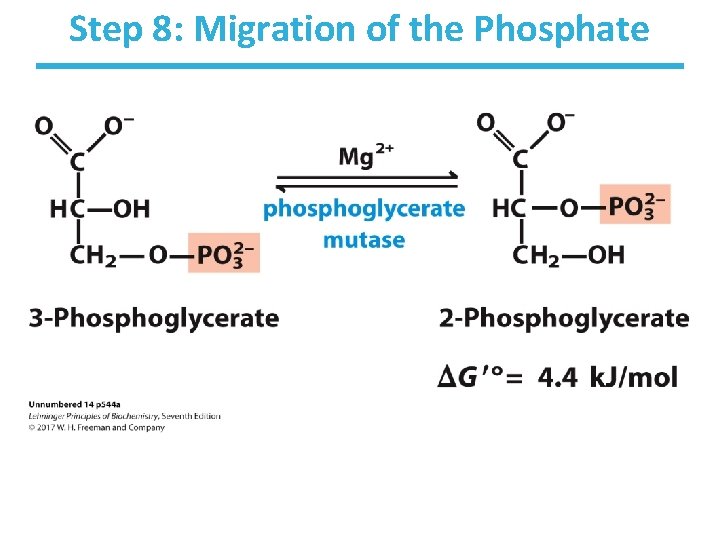 Step 8: Migration of the Phosphate 