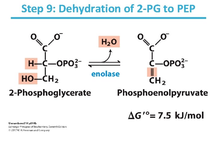 Step 9: Dehydration of 2 -PG to PEP 