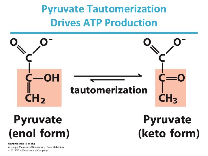 Pyruvate Tautomerization Drives ATP Production 