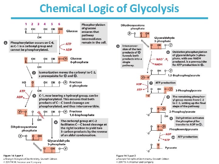 Chemical Logic of Glycolysis 