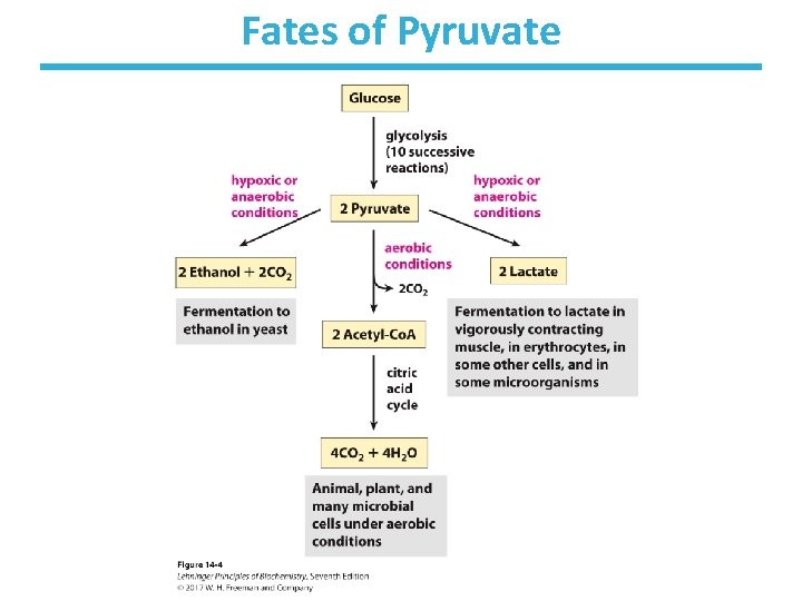 Fates of Pyruvate 
