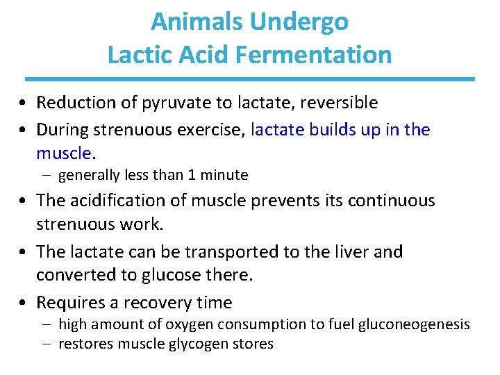 Animals Undergo Lactic Acid Fermentation • Reduction of pyruvate to lactate, reversible • During