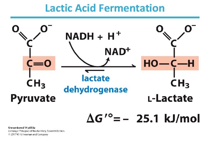Lactic Acid Fermentation 