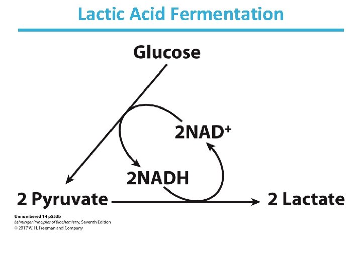 Lactic Acid Fermentation 