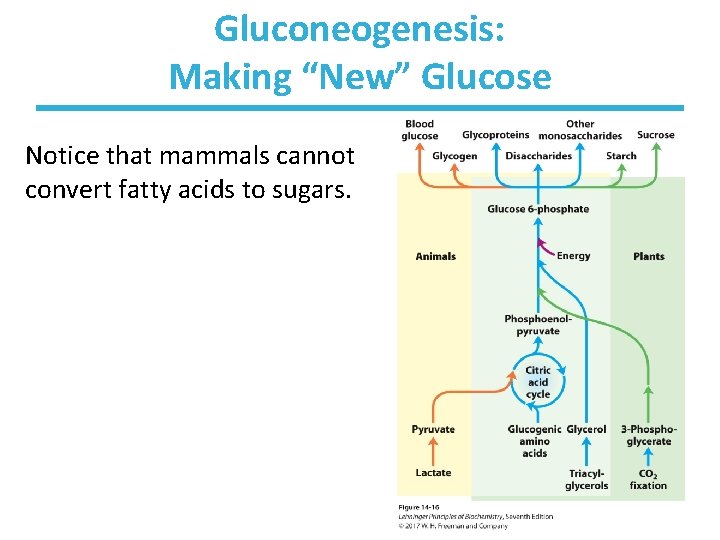 Gluconeogenesis: Making “New” Glucose Notice that mammals cannot convert fatty acids to sugars. 