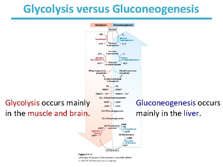 Glycolysis versus Gluconeogenesis Glycolysis occurs mainly in the muscle and brain. Gluconeogenesis occurs mainly
