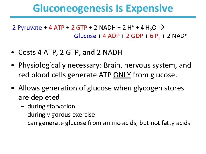 Gluconeogenesis Is Expensive 2 Pyruvate + 4 ATP + 2 GTP + 2 NADH