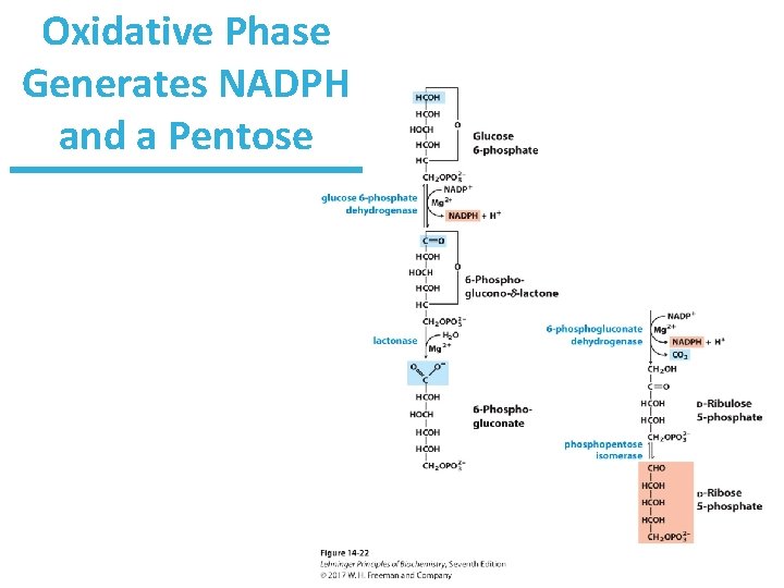 Oxidative Phase Generates NADPH and a Pentose 