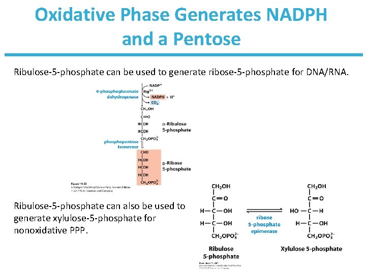 Oxidative Phase Generates NADPH and a Pentose Ribulose-5 -phosphate can be used to generate