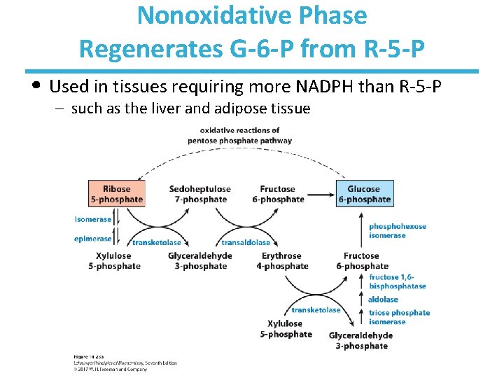 Nonoxidative Phase Regenerates G-6 -P from R-5 -P • Used in tissues requiring more