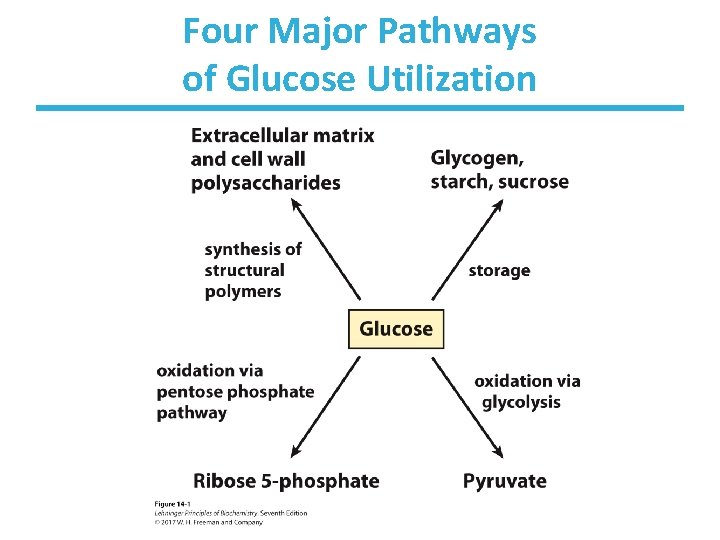 Four Major Pathways of Glucose Utilization 
