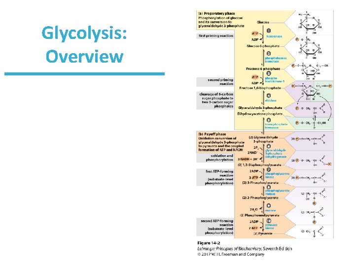 Glycolysis: Overview 