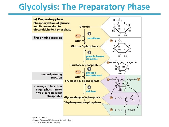 Glycolysis: The Preparatory Phase 