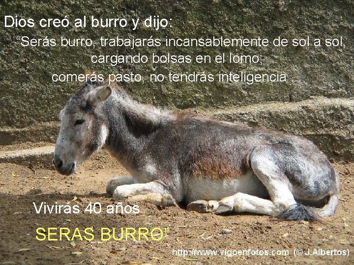 Dios creó al burro y dijo: “Serás burro, trabajarás incansablemente de sol a sol,