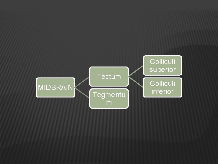 Tectum MIDBRAIN Tegmentu m Colliculi superior Colliculi inferior 