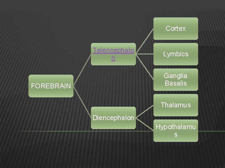 Cortex Telencephalo n Lymbics Ganglia Basalis FOREBRAIN Thalamus Diencephalon Hypothalamu s 