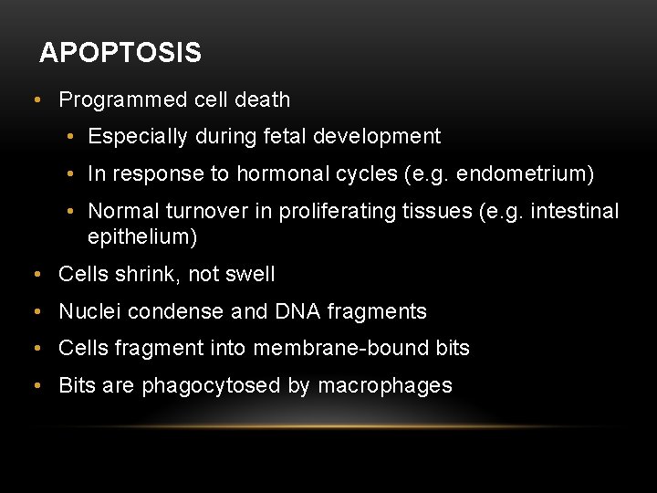 APOPTOSIS • Programmed cell death • Especially during fetal development • In response to