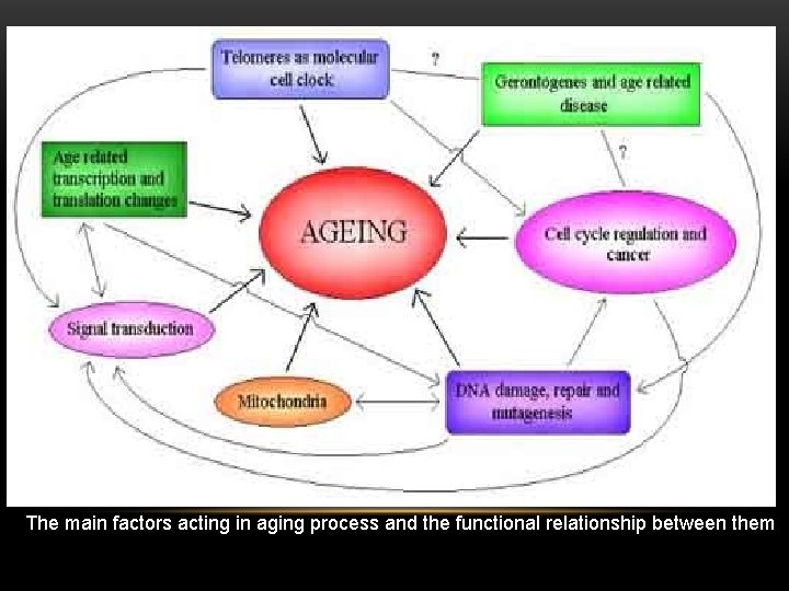 The main factors acting in aging process and the functional relationship between them 