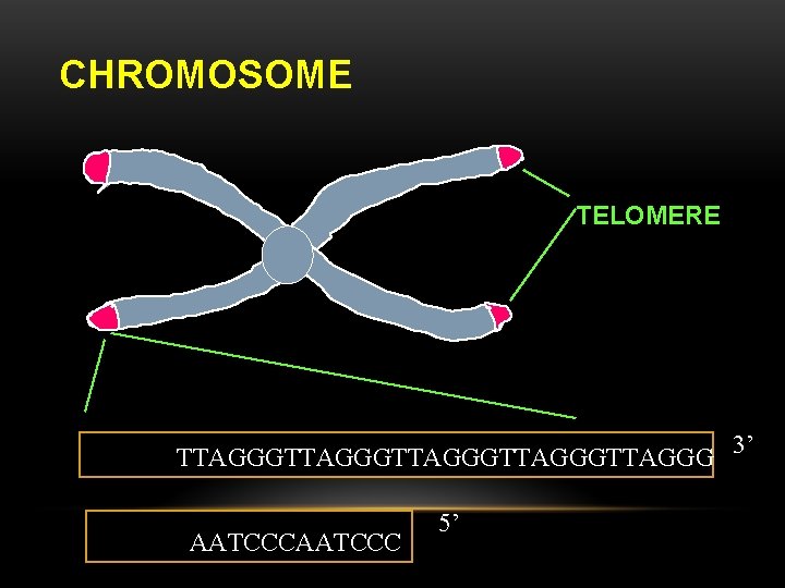 CHROMOSOME TELOMERE TTAGGGTTAGGGTTAGGG 3’ AATCCC 5’ 