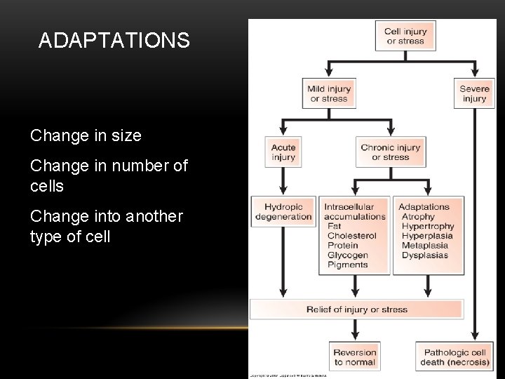 ADAPTATIONS Change in size Change in number of cells Change into another type of
