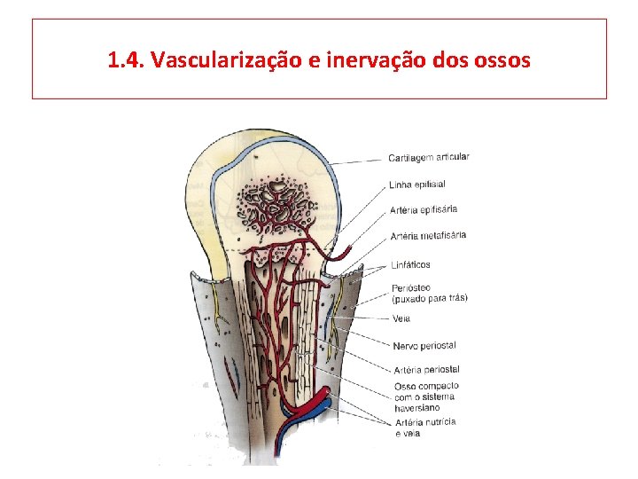 1. 4. Vascularização e inervação dos ossos 