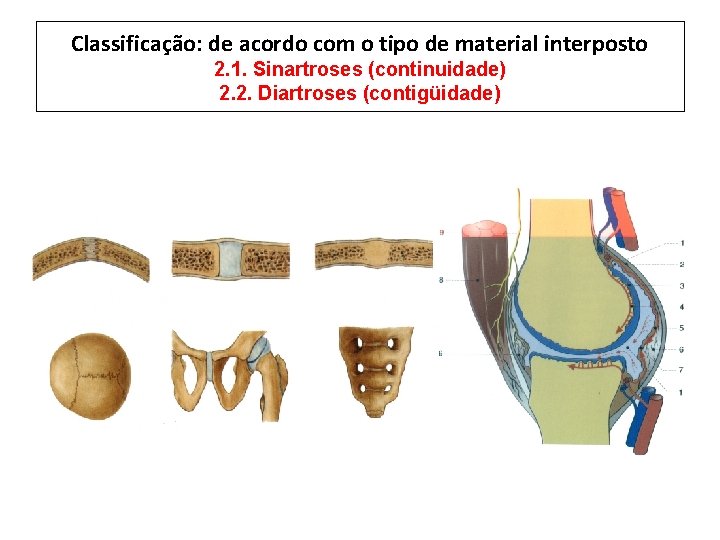 Classificação: de acordo com o tipo de material interposto 2. 1. Sinartroses (continuidade) 2.