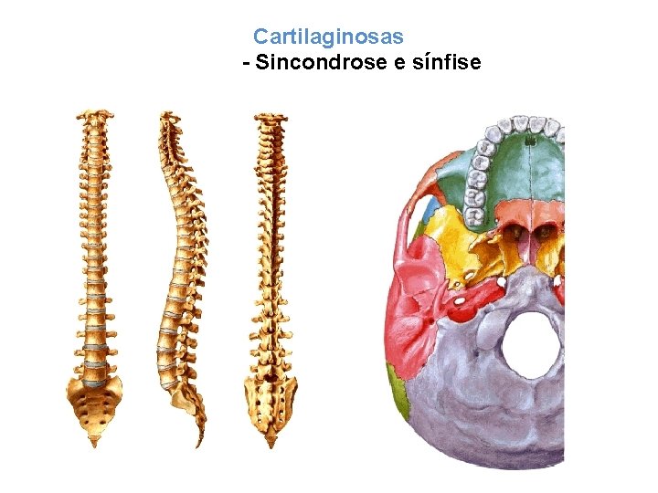 Cartilaginosas - Sincondrose e sínfise 