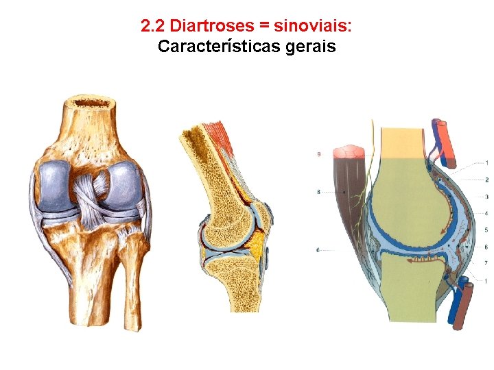 2. 2 Diartroses = sinoviais: Características gerais - Cápsula articular - Cavidade articular -