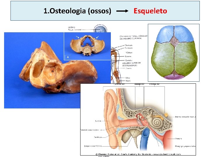 1. Osteologia (ossos) Esqueleto 