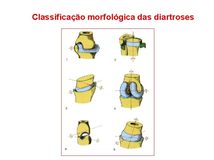Classificação morfológica das diartroses 
