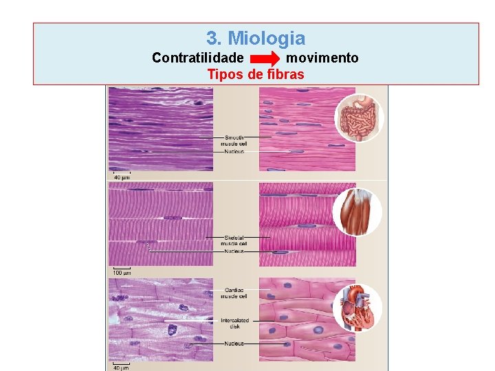 3. Miologia Contratilidade movimento Tipos de fibras 