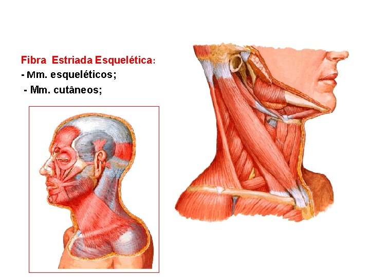 Fibra Estriada Esquelética: - Mm. esqueléticos; - Mm. cutâneos; 