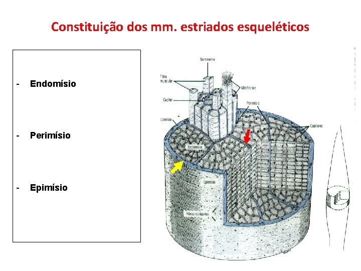 Constituição dos mm. estriados esqueléticos - Endomísio - Perimísio - Epimísio 