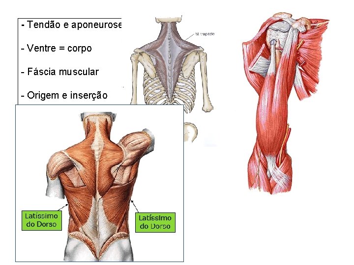 - Tendão e aponeurose - Ventre = corpo - Fáscia muscular - Origem e