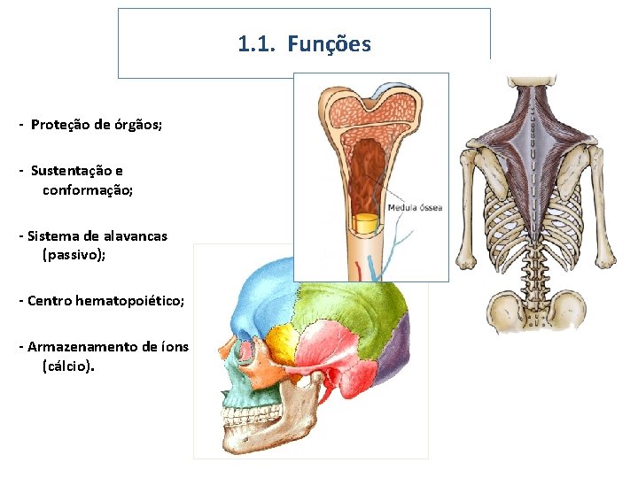 1. 1. Funções - Proteção de órgãos; - Sustentação e conformação; - Sistema de