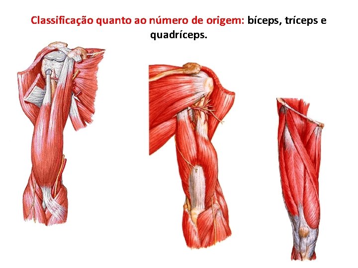Classificação quanto ao número de origem: bíceps, tríceps e quadríceps. 