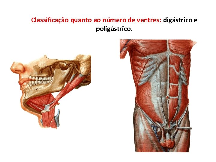Classificação quanto ao número de ventres: digástrico e poligástrico. 