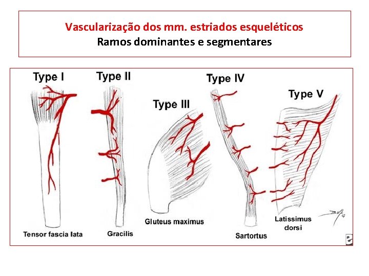 Vascularização dos mm. estriados esqueléticos Ramos dominantes e segmentares 
