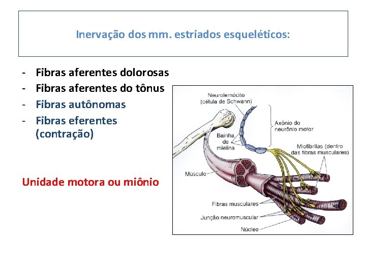 Inervação dos mm. estriados esqueléticos: - Fibras aferentes dolorosas Fibras aferentes do tônus Fibras