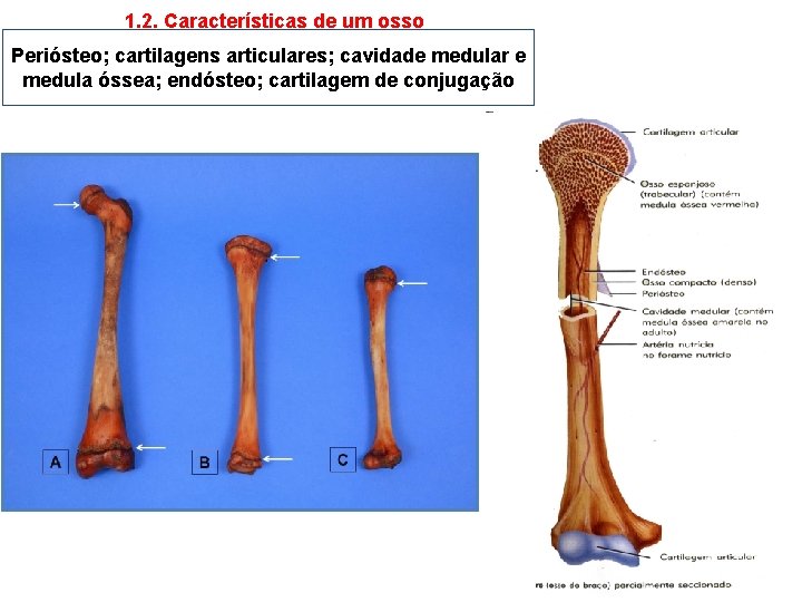 1. 2. Características de um osso Periósteo; cartilagens articulares; cavidade medular e medula óssea;