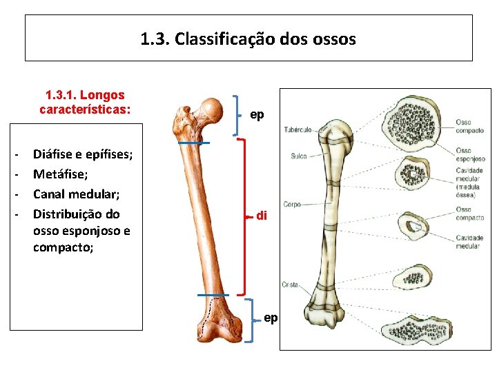 1. 3. Classificação dos ossos 1. 3. 1. Longos características: - Diáfise e epífises;