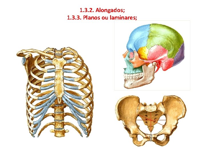 1. 3. 2. Alongados; 1. 3. 3. Planos ou laminares; 