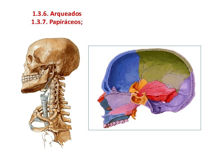 1. 3. 6. Arqueados 1. 3. 7. Papiráceos; 