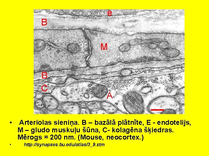 • • Arteriolas sieniņa. B – bazālā plātnīte, E - endotelijs, M –