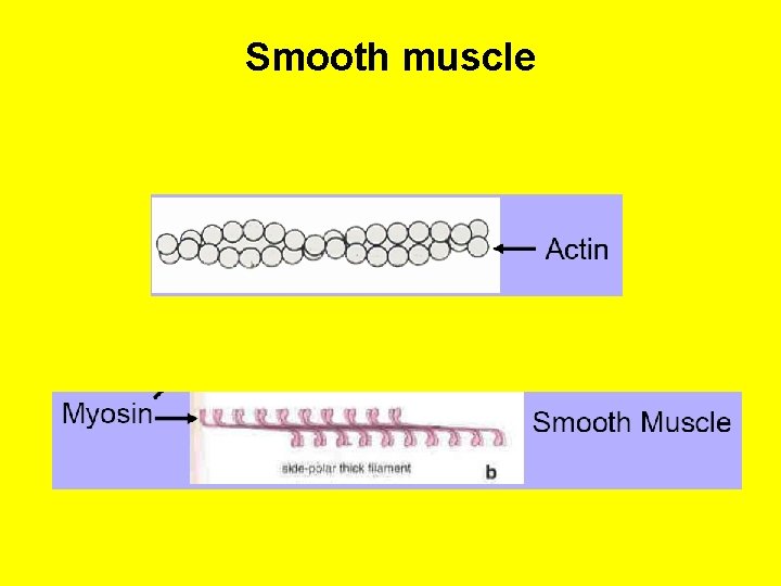 Smooth muscle 