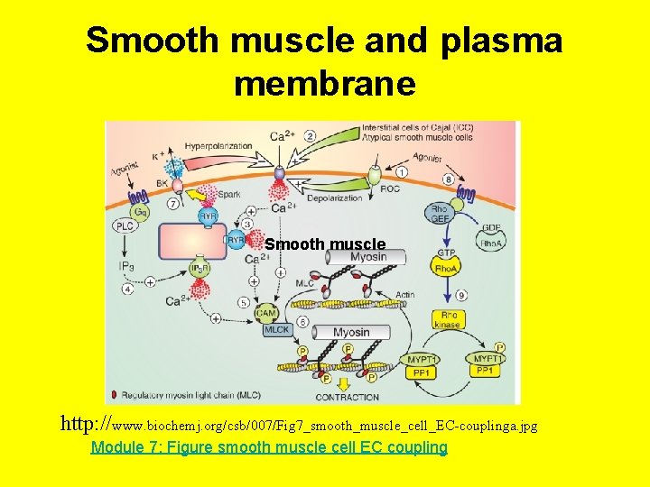 Smooth muscle and plasma membrane Smooth muscle http: //www. biochemj. org/csb/007/Fig 7_smooth_muscle_cell_EC-couplinga. jpg Module