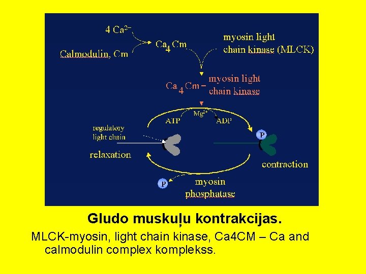 Gludo muskuļu kontrakcijas. MLCK-myosin, light chain kinase, Ca 4 CM – Ca and calmodulin