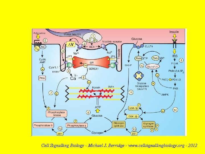 Cell Signalling Biology - Michael J. Berridge - www. cellsignallingbiology. org - 2012 