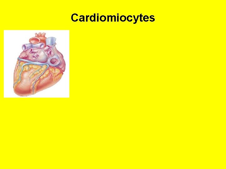 Cardiomiocytes 