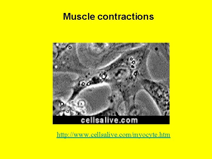 Muscle contractions http: //www. cellsalive. com/myocyte. htm 